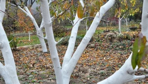 Bielenie drzew owocowych na jesień to jeden z ważniejszych zabiegów.