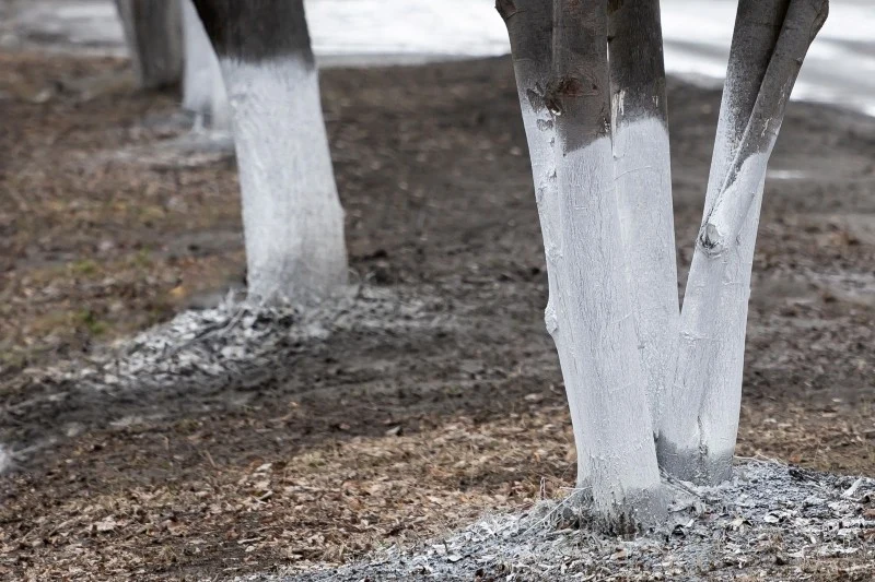 Zadaniem bielenia jest utrzymanie drzew owocowych w dobrym stanie i zapobieganie uszkodzeniom kory