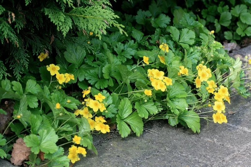 Pragnia syberyjska to jedna z najpopularniejszych roślin okrywowych