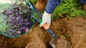 Dołowanie ochroni delikatne rośliny przed zimą.