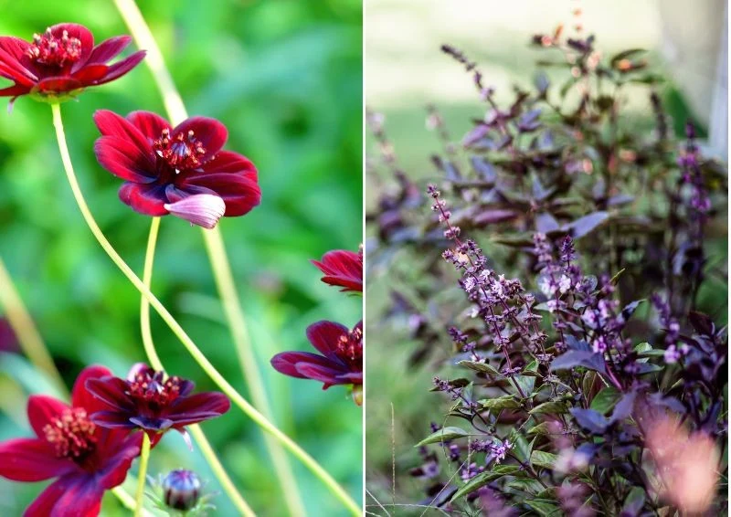 Dołować można rośliny, które nie są odporne na mróz