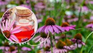 Uschnięte kwiaty jeżówki należy ściąć przed zimą. Można z nich zrobić np. syrop na odporność.