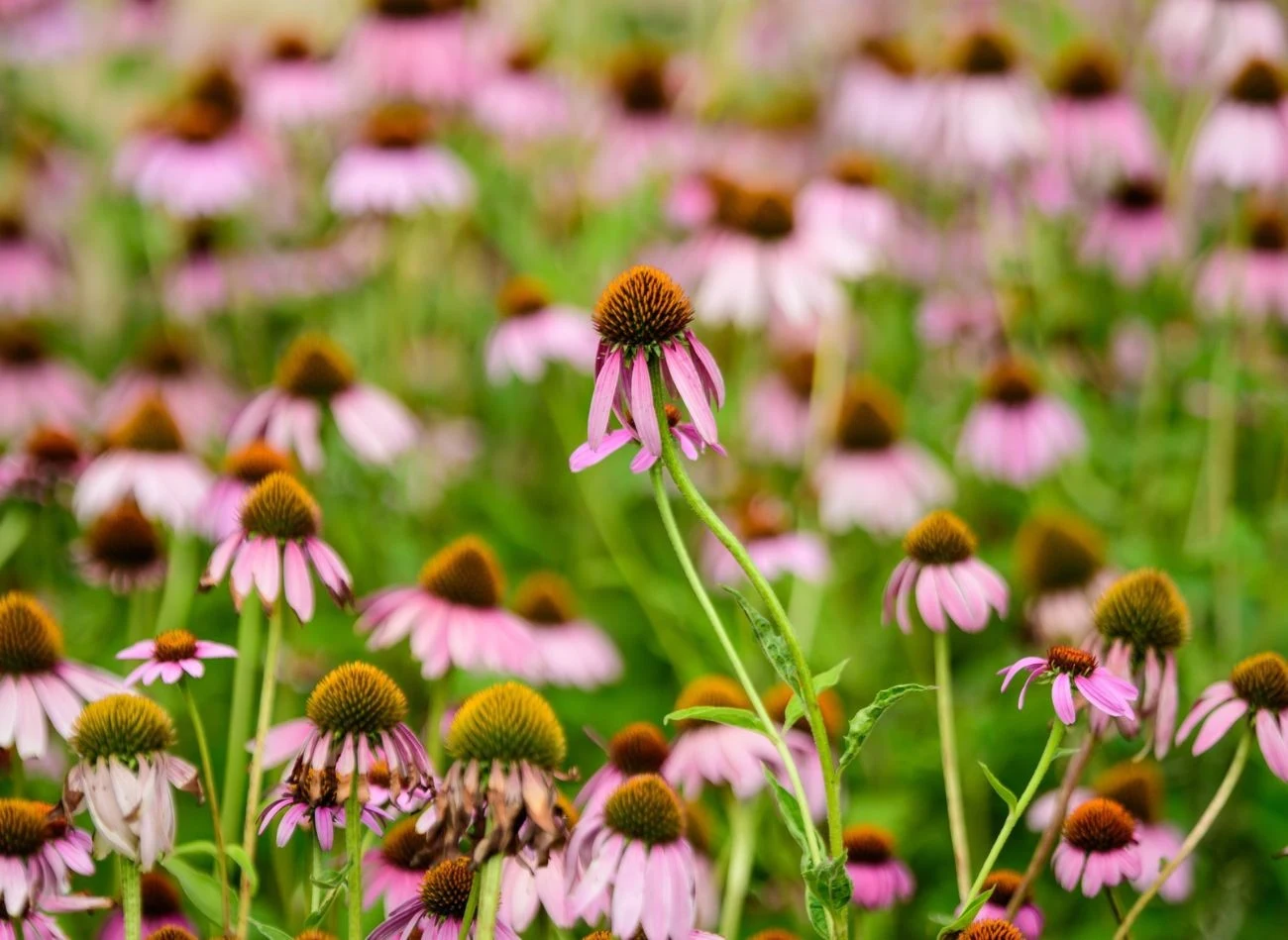 Przed zimą ścinamy nie tylko uschnięte kwiaty jeżówki