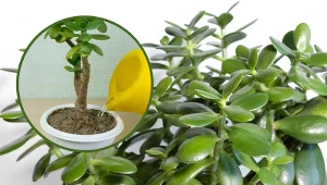 Grubosz, znany też jako drzewko szczęścia, to popularna roślina doniczkowa.