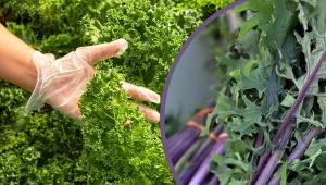 Liście jarmużu zbiera się w specyficzny sposób i przy odpowiedniej temperaturze.