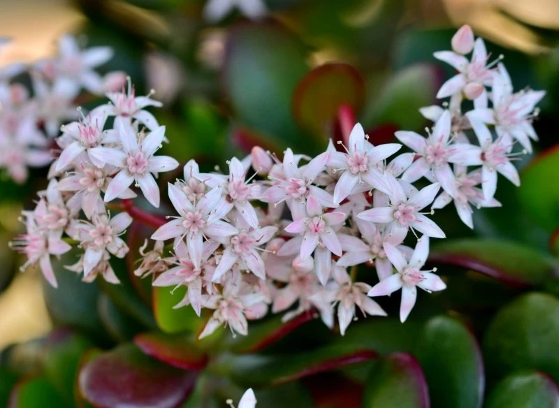 Odpowiednio pielęgnowane drzewko szczęścia może kwitnąć