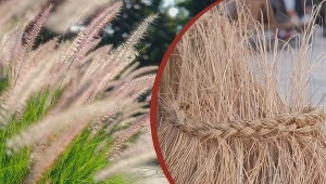 Trawy można na zimę związać tak, by nadal pełniły funkcję ozdobną.