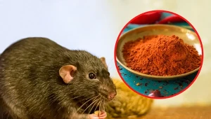 Szczury osiedlają się zwykle w kanalizacji, pod podłogami oraz w piwnicach. Potrafią jednak przecisnąć się do domu