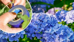 Aby hortensje obficie kwitły w kolejnym sezonie, należy zabezpieczyć rośliny przed zimą.