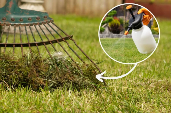 Mech na trawniku to prawdziwa zmora każdego ogrodnika