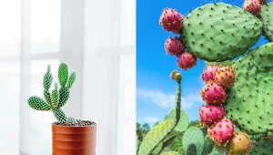 Wybierz opuncję drobnokolczastą, a urozmaici aranżację z kaktusów i sukulentów.