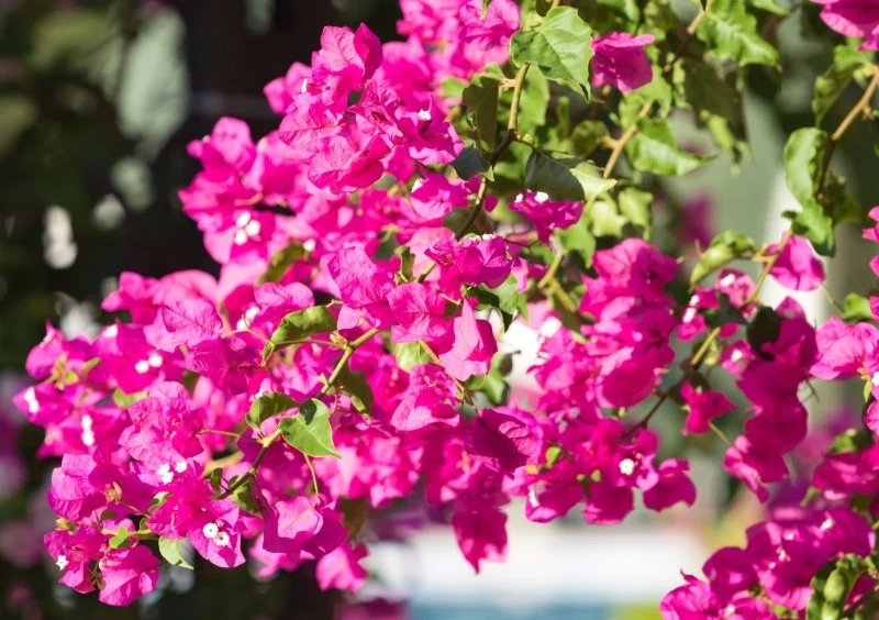 W naszym klimacie bugenwilla nie przetrwa zimy na zewnątrz