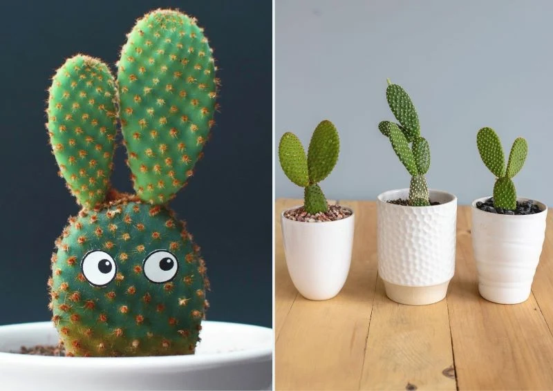 Opuncja przetrwa wiele dni bez podlewania