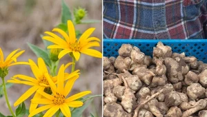 Topinambur to zdrowe warzywo, które warto włączyć do naszego jadłospisu.