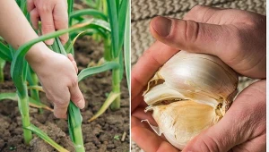 Jakie odmiany czosnku ozimego są najlepsze? Ta pradawna odmiana zaczyna wracać do łask.