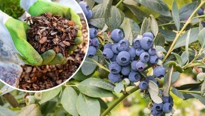 Jesienna pielęgnacja borówki amerykańskiej jest bardzo ważna i ma wpływ na zbiory w przyszłym sezonie.