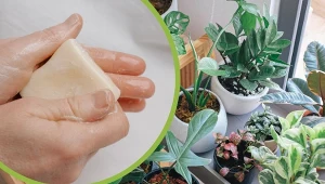 Domowe sposoby na odżywienie roślin to metody, które znały nasze babcie.
