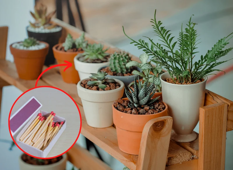 Zapałki wsadzone do ziemi pomaga w walce z grzybami