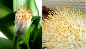 Krasnokwiat białokwiatowy to nieco zapomniana roślina o niewielkich wymaganiach i dużej wytrzymałości.