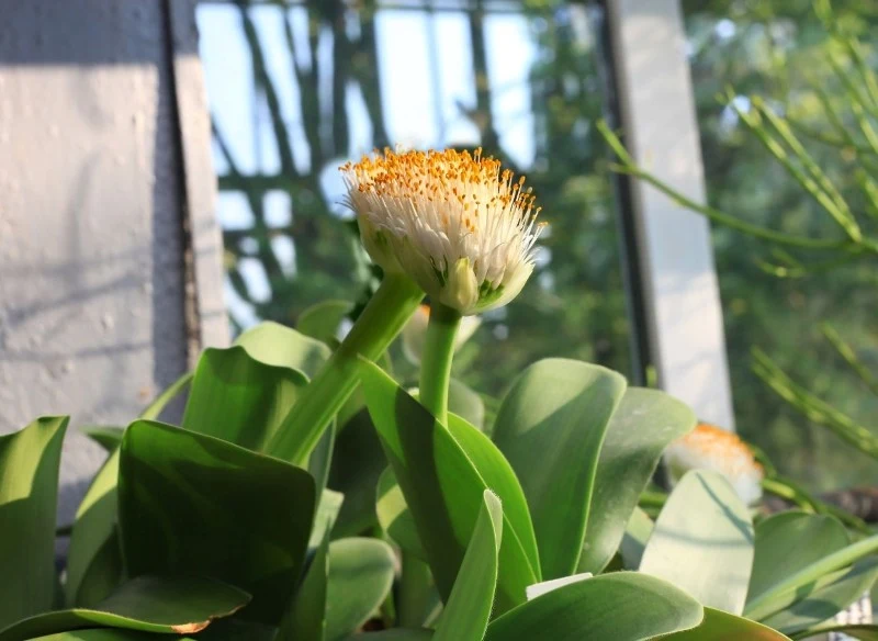 Krasnokwiat białokwiatowy nie jest rośliną trudną w uprawie