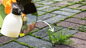 Chwasty i mech na kostce brukowej to prawdziwe utrapienie wszystkich posiadaczy przydomowych alejek i podjazdów. Fot.123RF,com