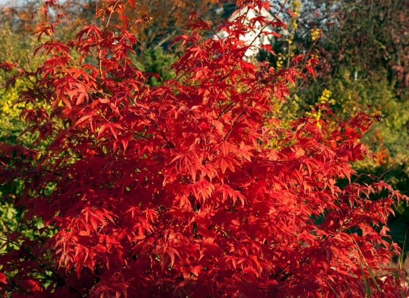 Klon palmowy trzeba zabezpieczyć przed zimą
