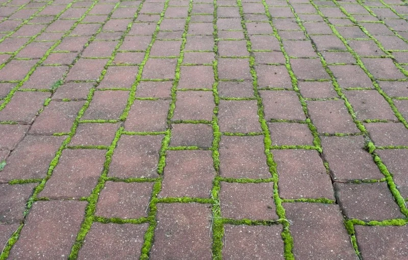 Mech i chwasty w szczelinach między kostkami brukowymi to uciążliwy problem