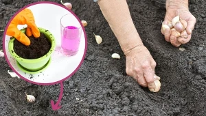 Aby cieszyć się dużymi główkami czosnku, ząbki przed sadzeniem warto odpowiednio zaprawić.