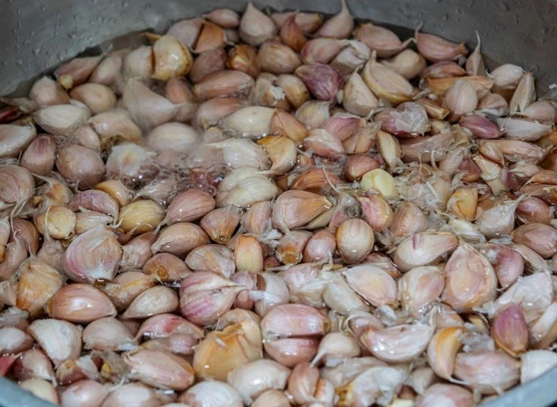 Zaprawianie czosnku zimowego zwiększa jego wytrzymałość na mróz