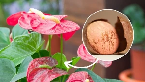 Poznaj przepis na darmowy nawóz do kwitnących roślin doniczkowych.