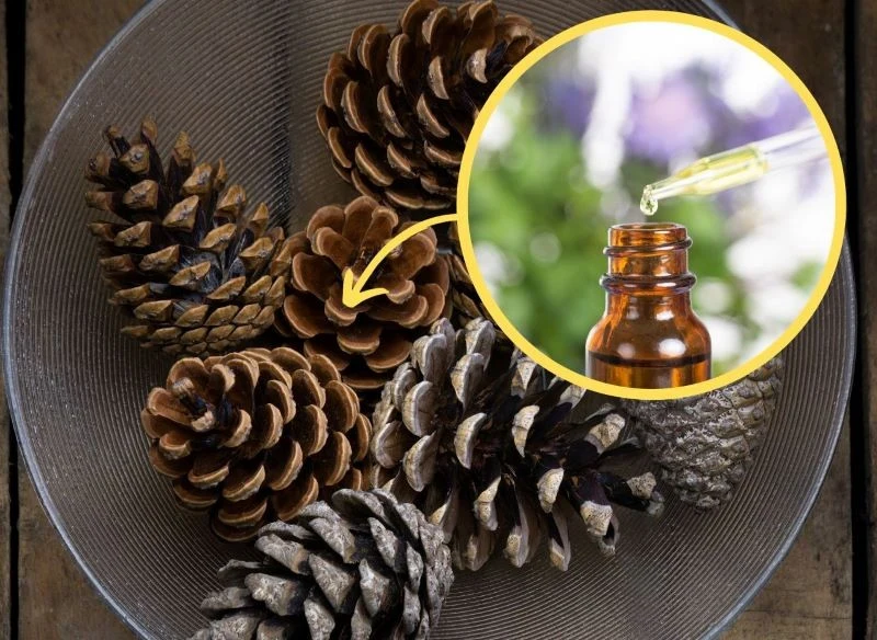 Wysuszone szyszki wystarczy skropić olejkami eterycznymi, by długo uwalniały przyjemny zapach