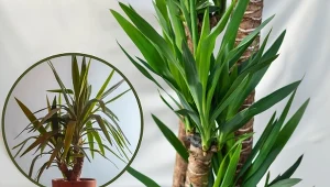 Juka to popularna roślina o egzotycznym wyglądzie. Sprawdź, dlaczego liście juki opadają i jak ją uratować.