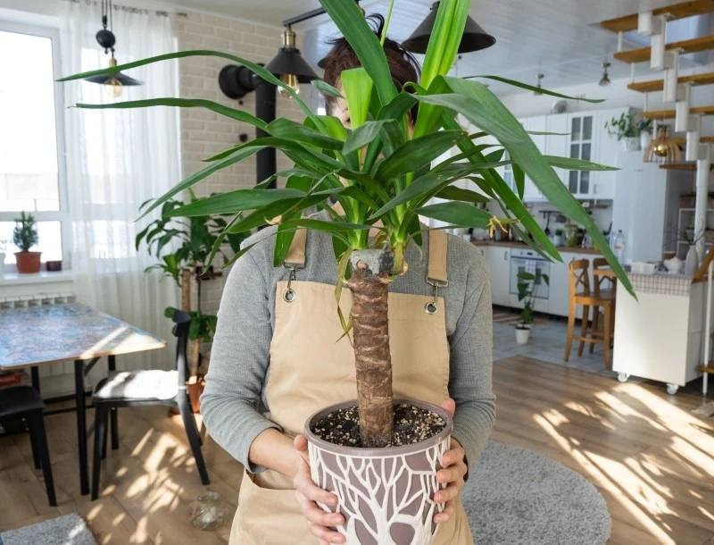 Liście juki mogą opadać z powodu niewłaściwej pielęgnacji