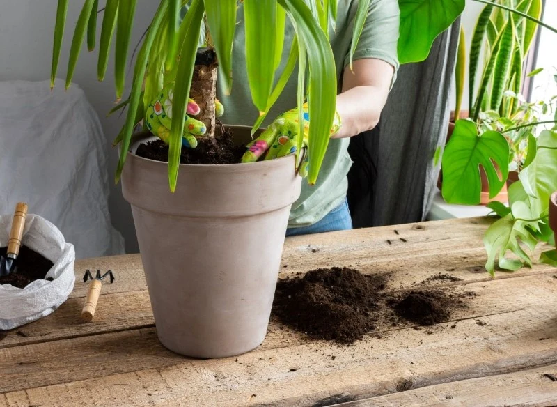 Juka uchodzi za mało wymagającą roślinę