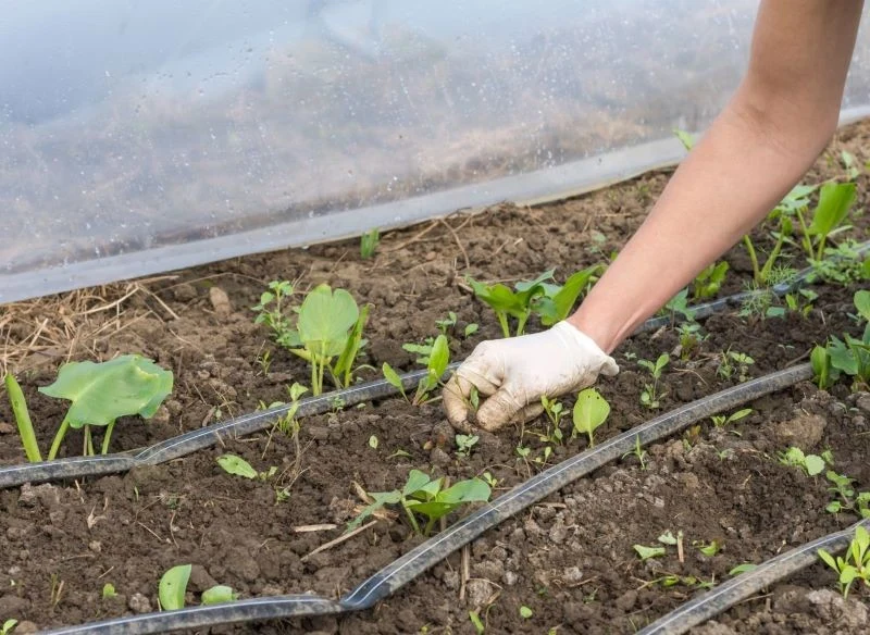 Jesienią musimy pozbyć się rosnących w szklarni chwastów