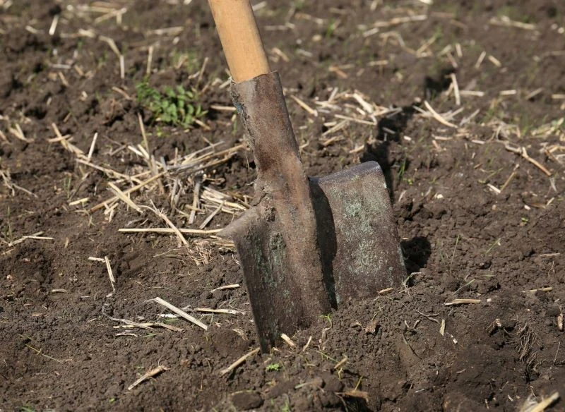 Wapnowanie i stosowanie naturalnych nawozów poprawiają jakość gleby