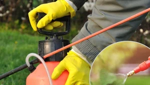 Oprysk mocznikiem zwiększa plenność drzew owocowych, a także ogranicza chorobę grzybową.