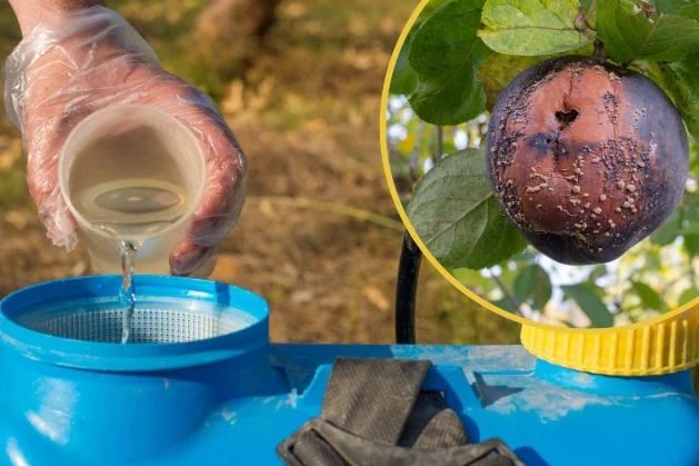 Wykonaj oprysk jesienny i przygotuj swoje drzewa przed nadejściem kolejnego okresu wegetacyjnego