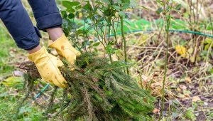Zabezpieczanie róż na zimę najczęściej wykonuje się od końca października do początku grudnia.