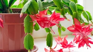 Grudnik to efektowna roślina, która zakwita zwykle w grudniu lub pod koniec listopada. Fot,CanvaPro