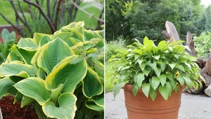 Czy funkie trzeba zabezpieczyć przed mrozem?