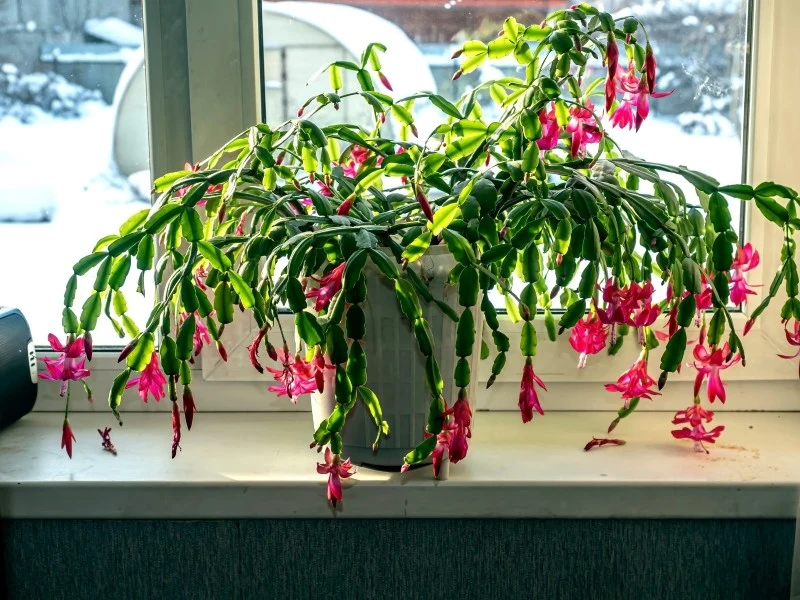 Aby grudnik zakwitł, należy zapewnić mu okres spoczynku