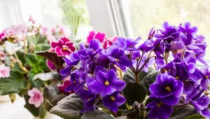 Fiołek afrykański powinien kwitnąć kilka razy w roku. Jeśli tak się nie dzieje, zaryzykuj i zastosuj drastyczną terapię. Warto, bo roślina puści pąki.