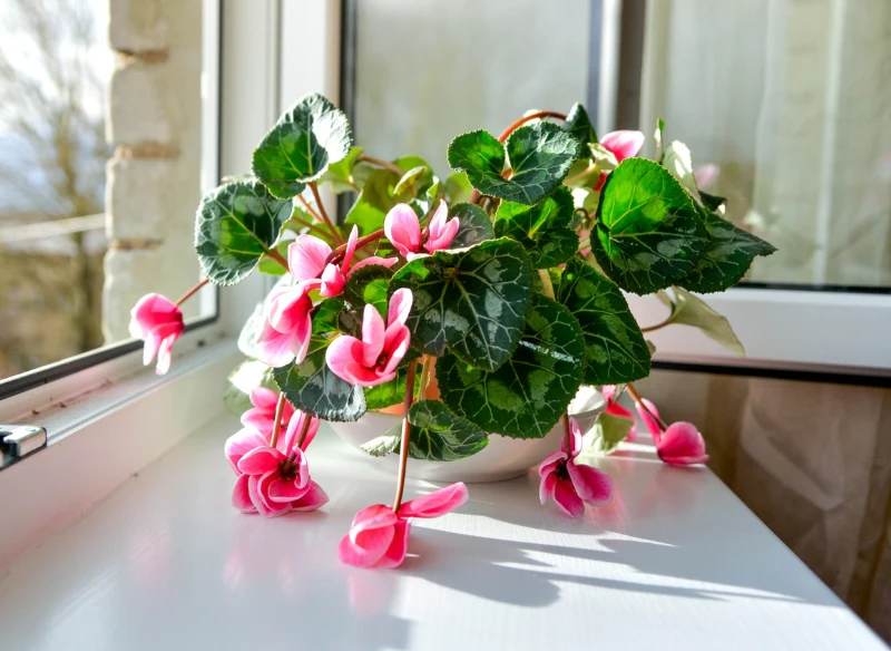 Fiołek alpejski więdnie