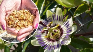 Sprawdź, jak przezimować passiflorę i czy może spędzić zimę w gruncie.