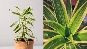 Piękna i niewymagająca roślina doniczkowa. Jak uprawiać dracenę odwróconą?