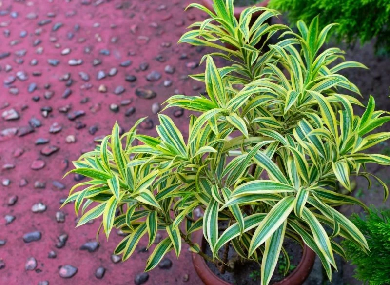 Ozdobą draceny odwróconej są przewieszające się liście