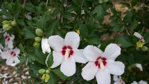 Chcesz, żeby ketmia syryjska zakwitła za rok? Musisz przygotować ją do zimowania.