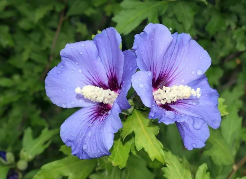 Najpiękniejszą ozdobą ketmii syryjskiej są jej wielkie kwiaty