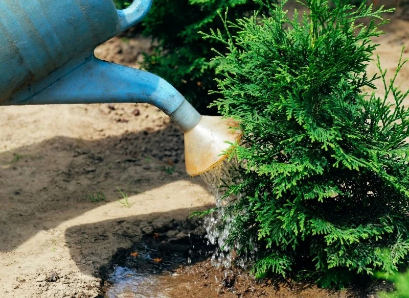 W listopadzie trzeba podlać drzewa i krzewy zimozielone